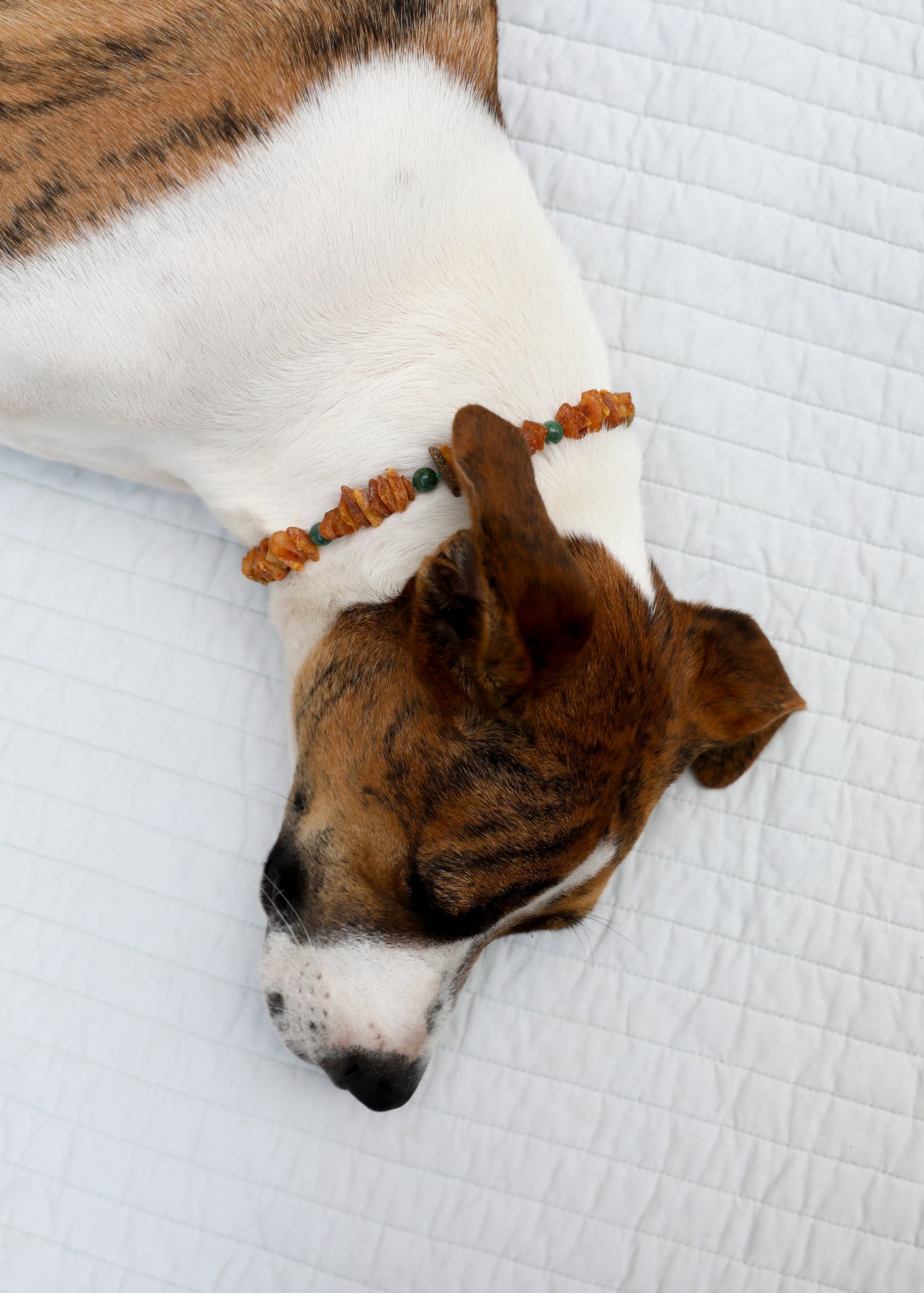 Collar para mascotas: ámbar báltico crudo + jade verde natural