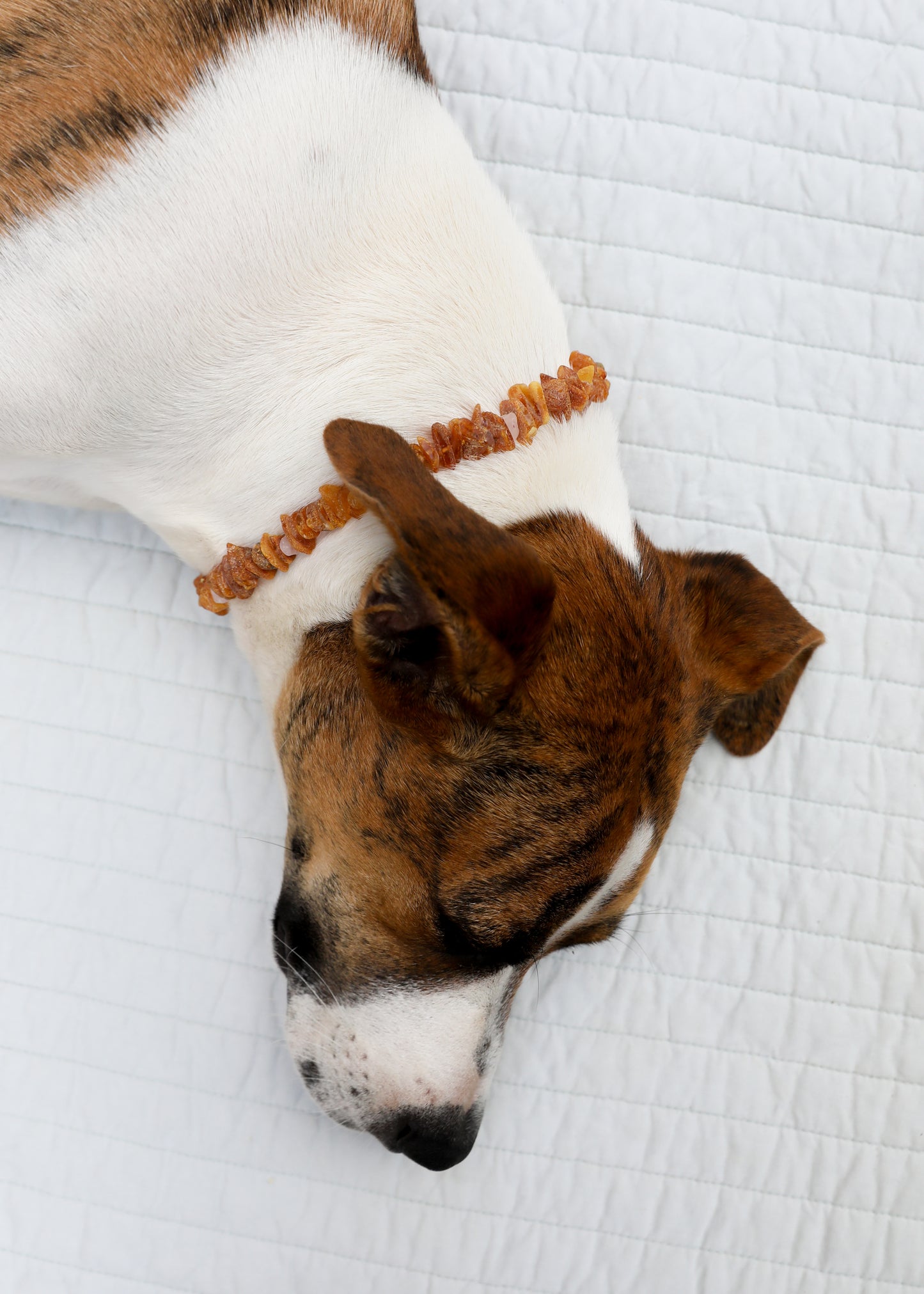 Collar para mascotas: ámbar báltico en bruto + cuarzo rosa en bruto