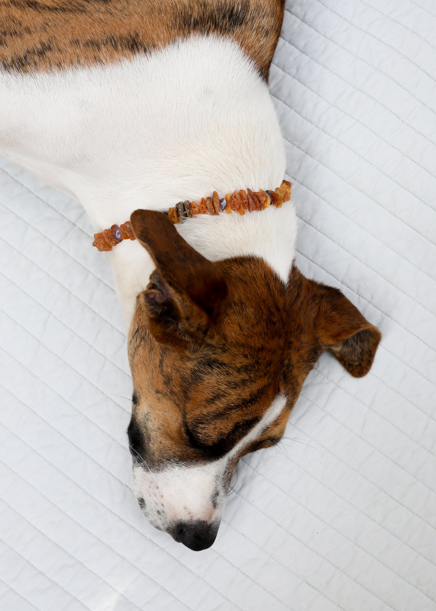 Collar para mascotas: Ámbar báltico en bruto + Amatista en bruto