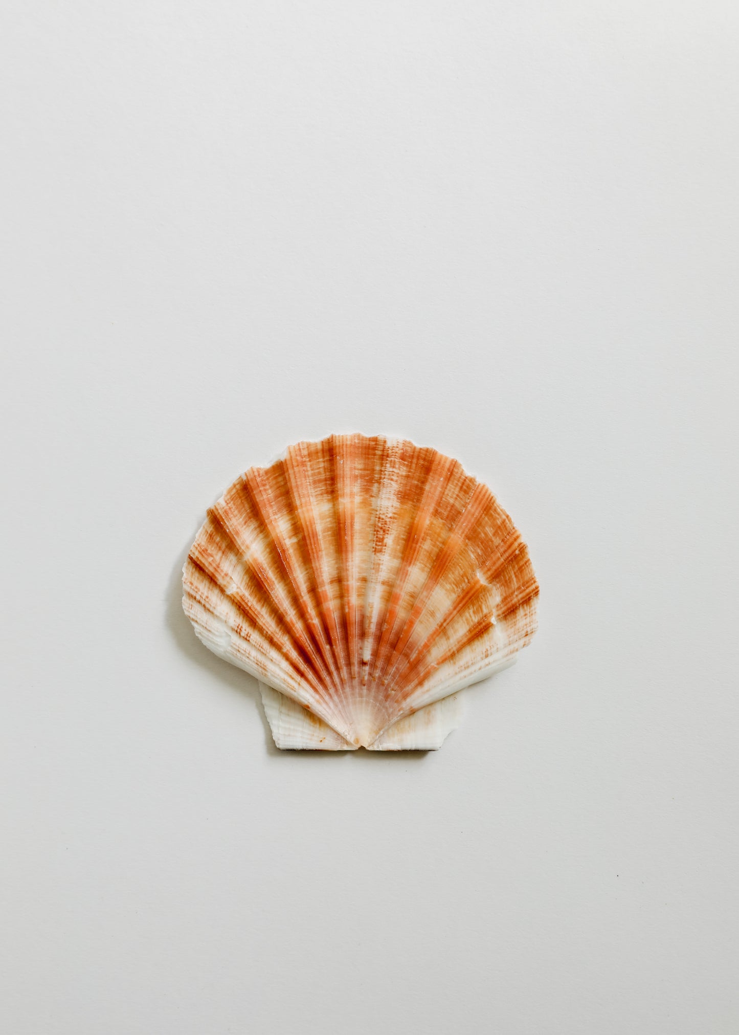 Sea Shell