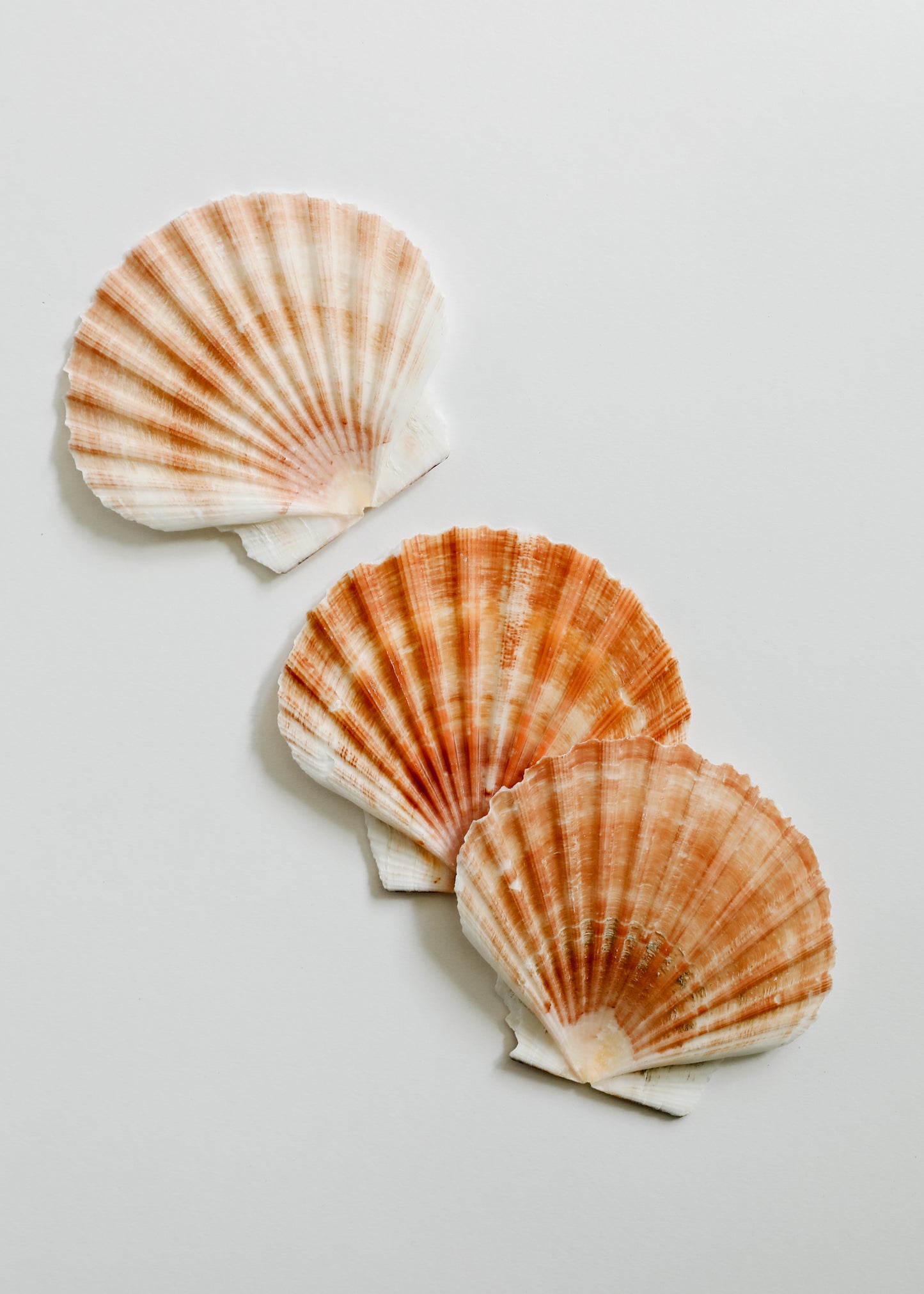 Sea Shell