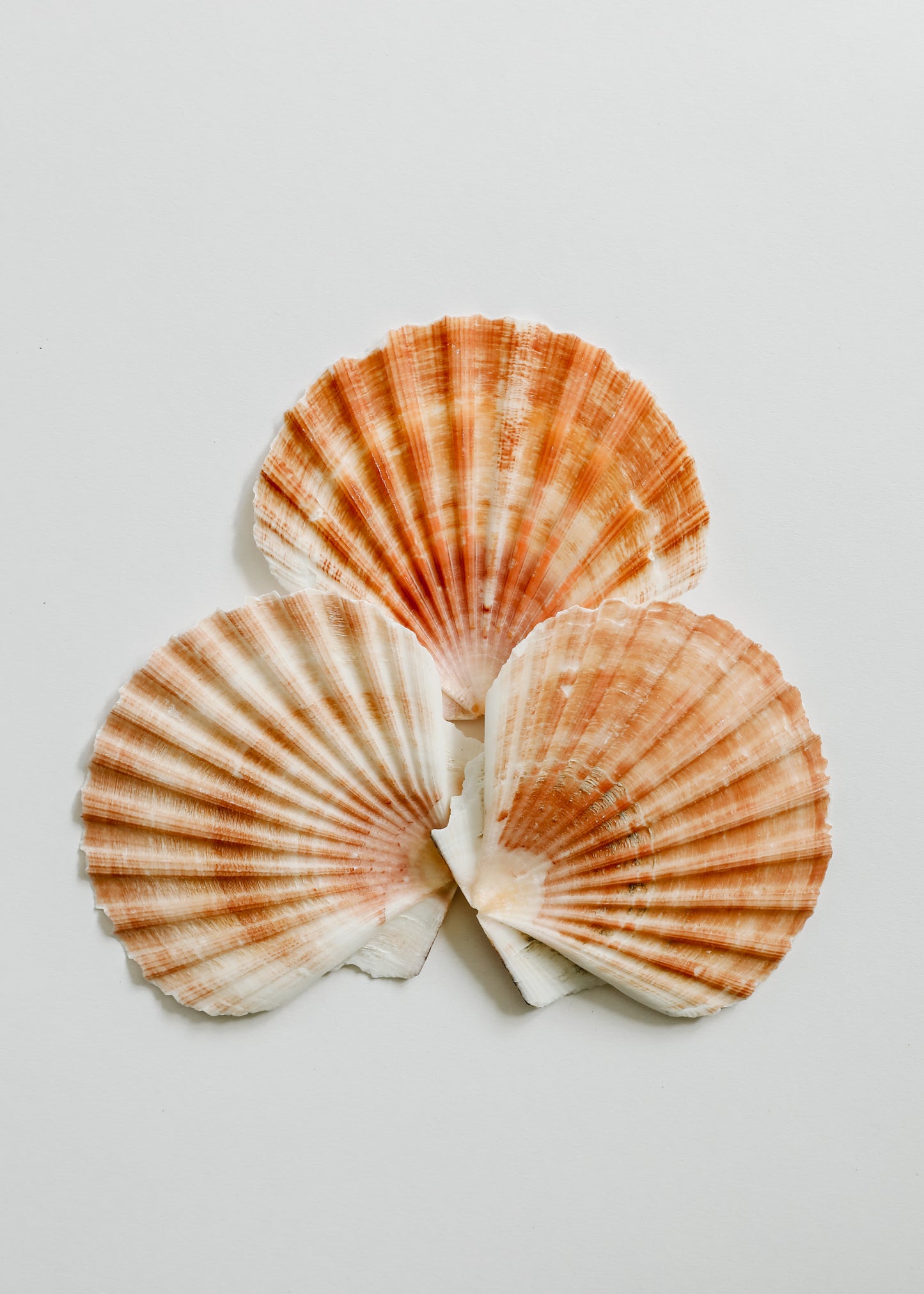 Sea Shell