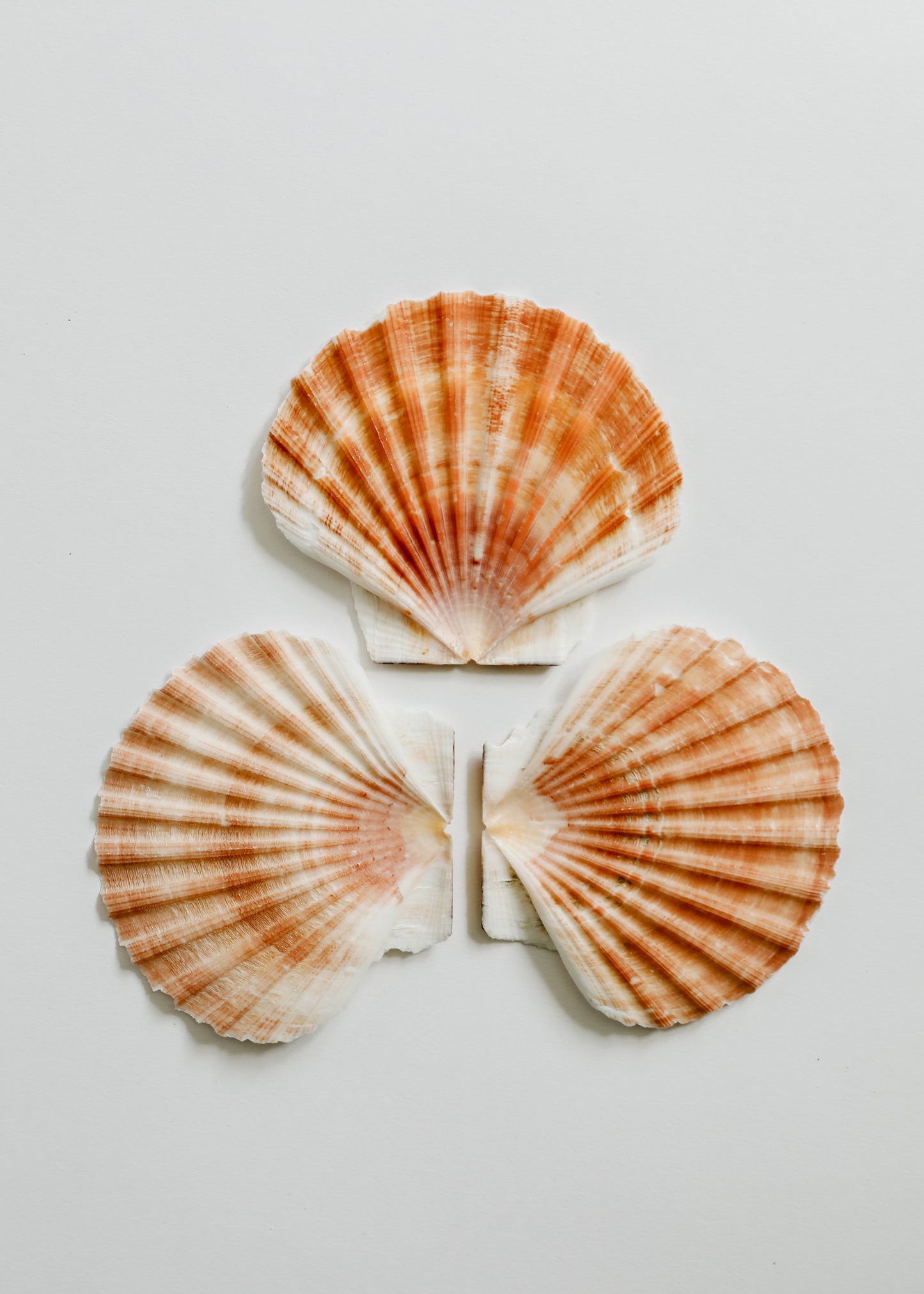 Sea Shell