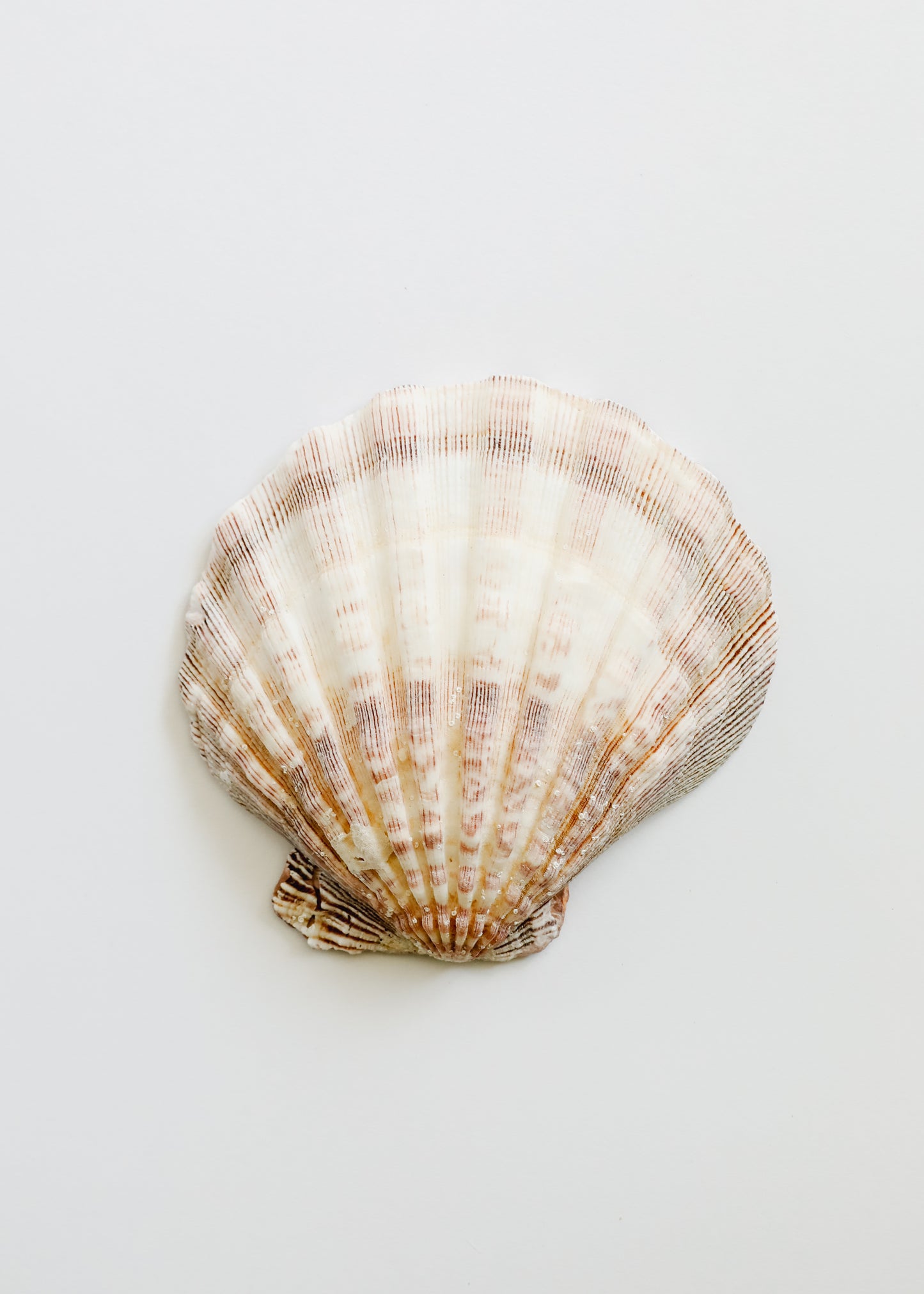 Sea Shell