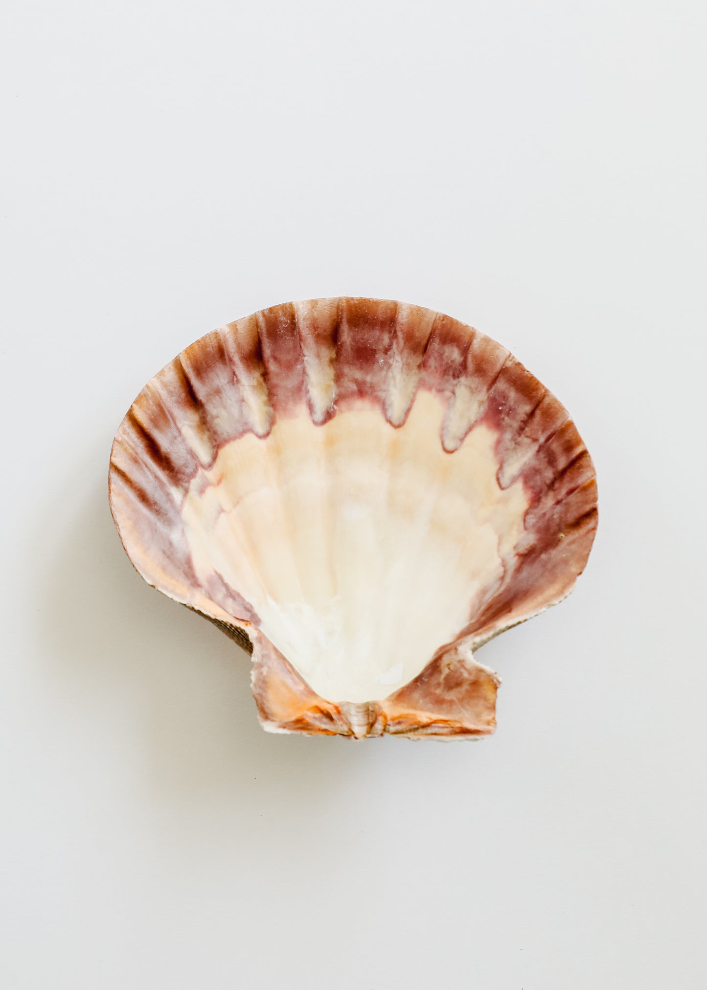 Sea Shell