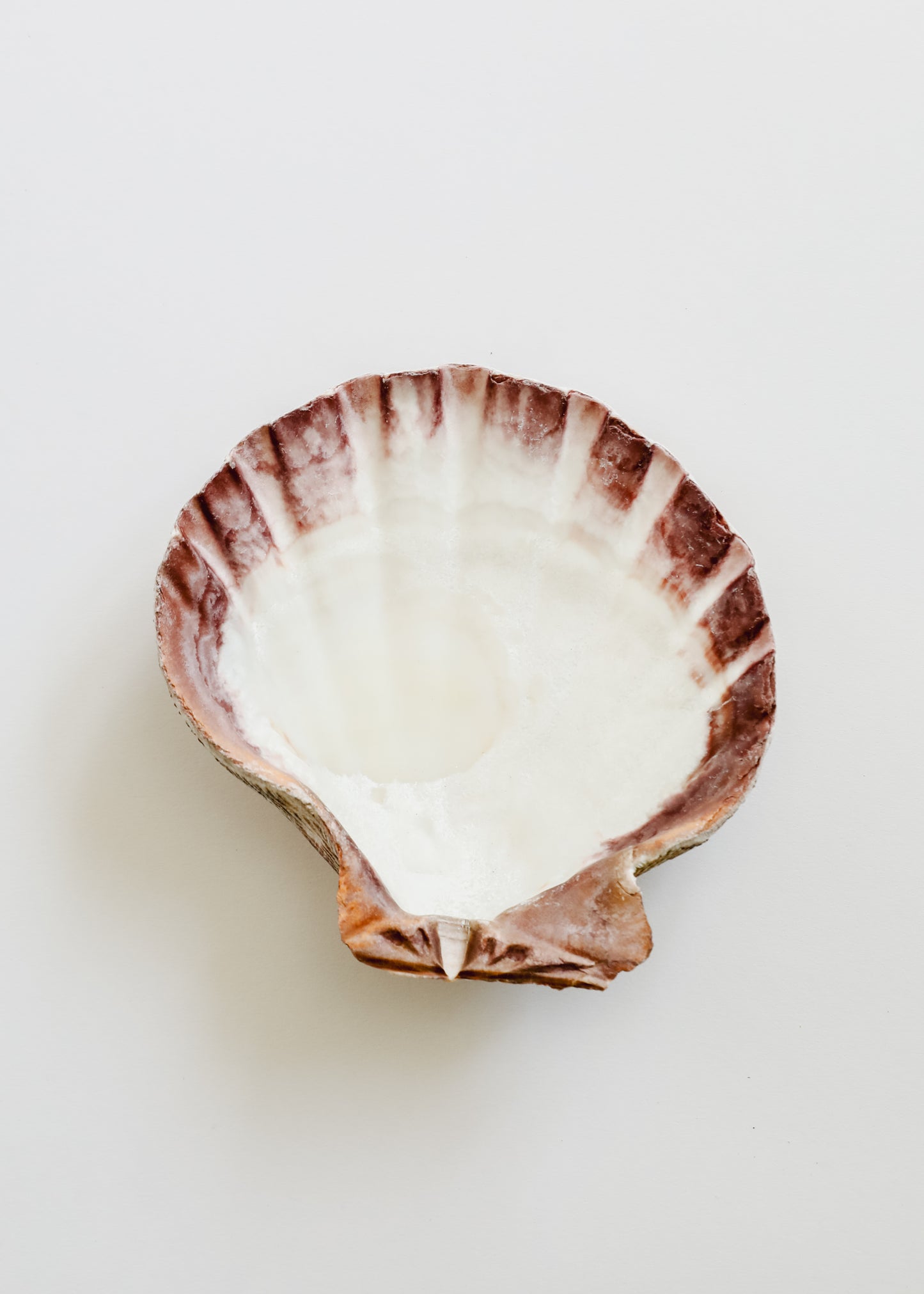 Sea Shell