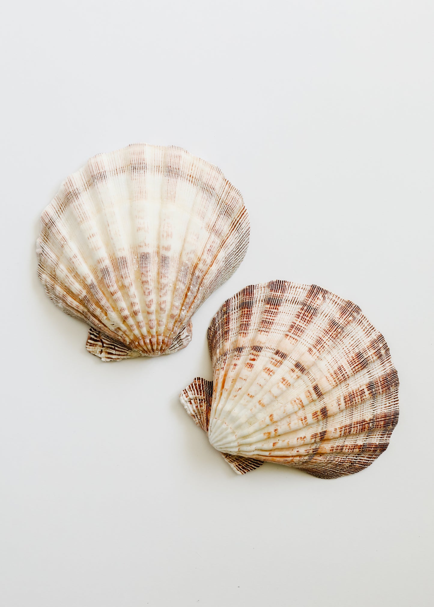 Sea Shell