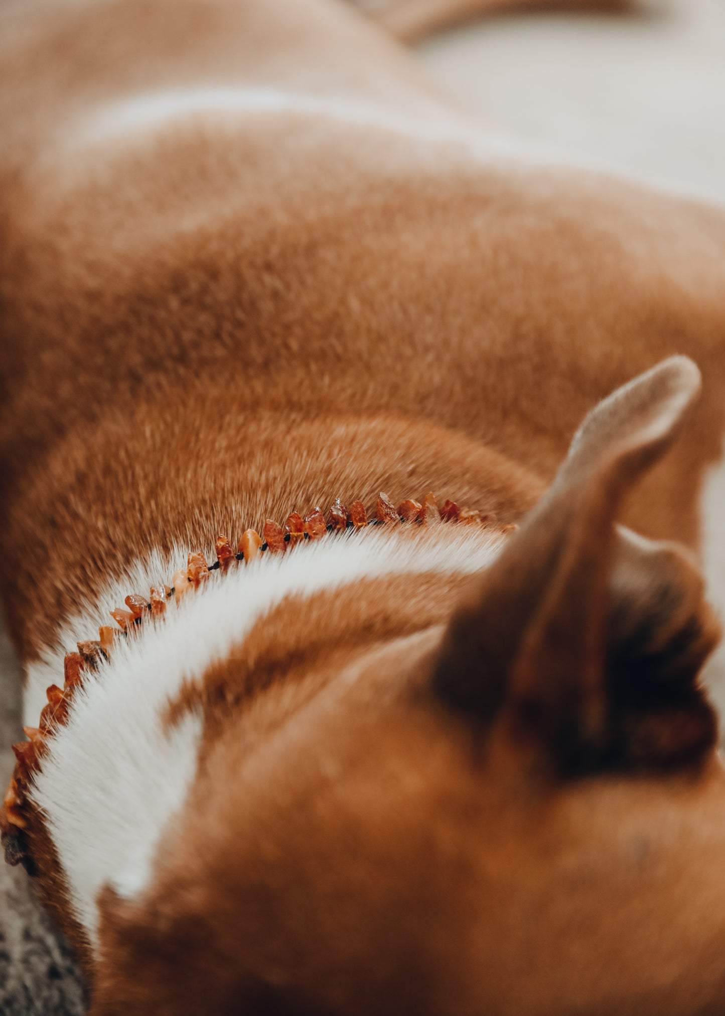Pet Collar : Raw Baltic Sea Amber